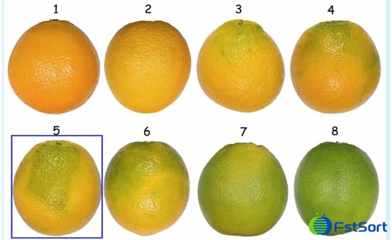 images/1713427021320citrus color sorting.jpg